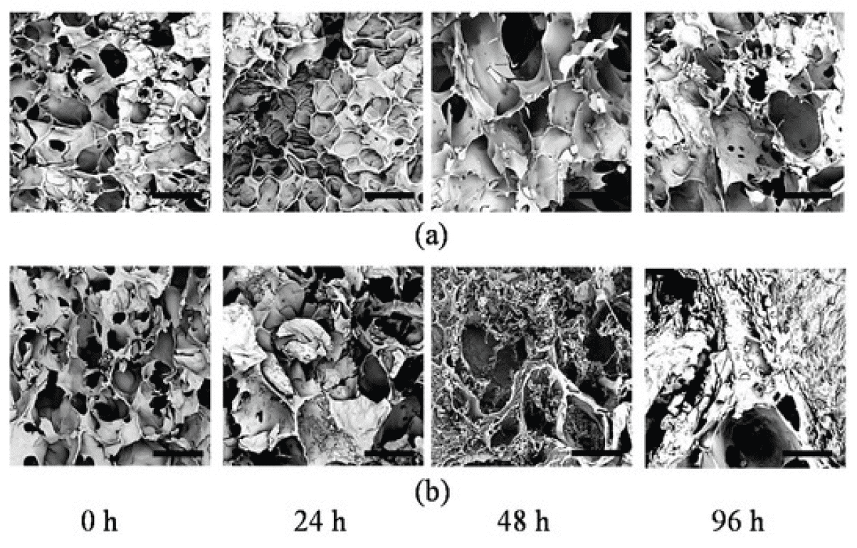 SEM images showing pore sizes after different hours of incubation for (a) 10% GelMA with no encapsulated cells and (b) 10% GelMA with a cell density of 5 × 106 cells/mL